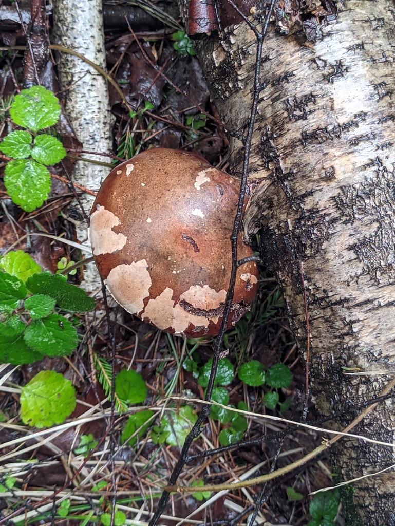 Fomitopsis betulina · April 2026 · photo: © naturalist57011 (iNaturalist, cc-by)