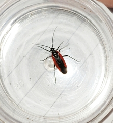 Dionconotus neglectus major