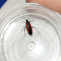 Dionconotus neglectus major