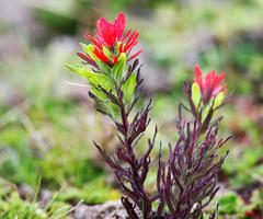 Castilleja virgata