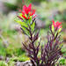 Castilleja virgata - Photo (c) Tom Murray, some rights reserved (CC BY-NC), uploaded by Tom Murray