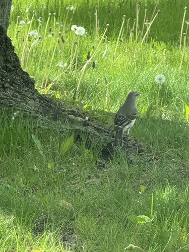 Northern Mockingbird