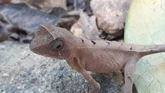 Agasthyagama beddomei