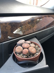 Lithops