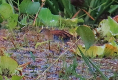 Hapalocrex flaviventer