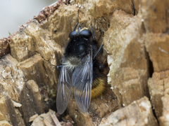 Criorhina ranunculi