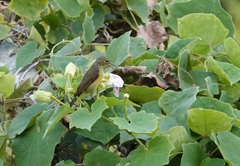 Anthreptes malacensis
