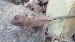 Agasthyagama beddomei