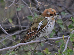 Diederik Cuckoo photo 5
