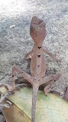 Agasthyagama beddomei