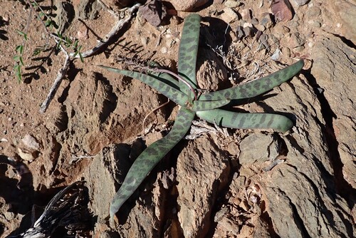 Ledebouria apertiflora