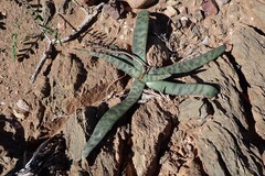 Ledebouria apertiflora