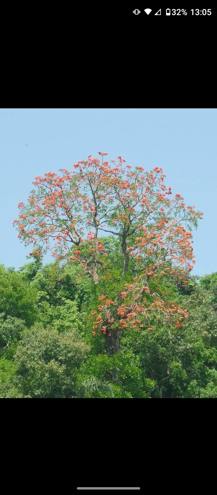 Erythrina falcata