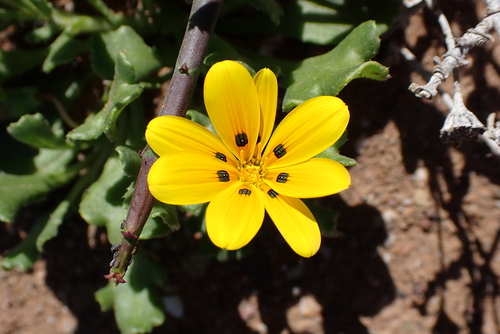 Gazania lichtensteinii, photograph 2