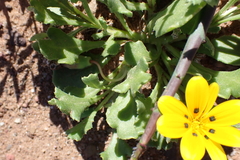 Gazania lichtensteinii, photograph (c) Karen Eichholz, some rights reserved (CC BY)