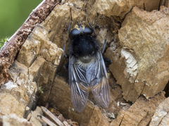Criorhina ranunculi