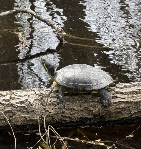 Trachemys scripta