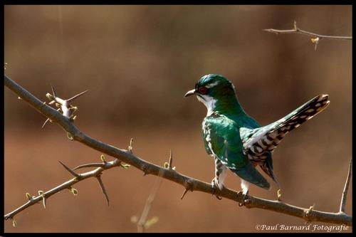 Diederik Cuckoo