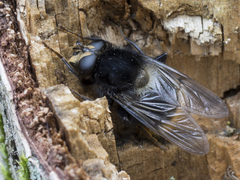 Criorhina ranunculi