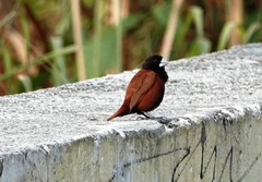 Lonchura atricapilla