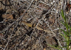 Liolaemus pseudolemniscatus