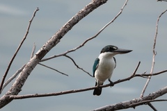 Todiramphus chloris