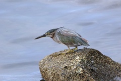 Butorides striata