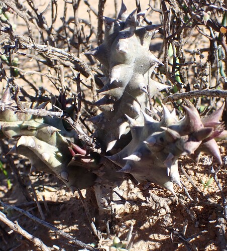 Ceropegia mammillaris