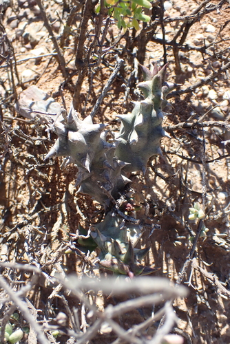 Ceropegia mammillaris