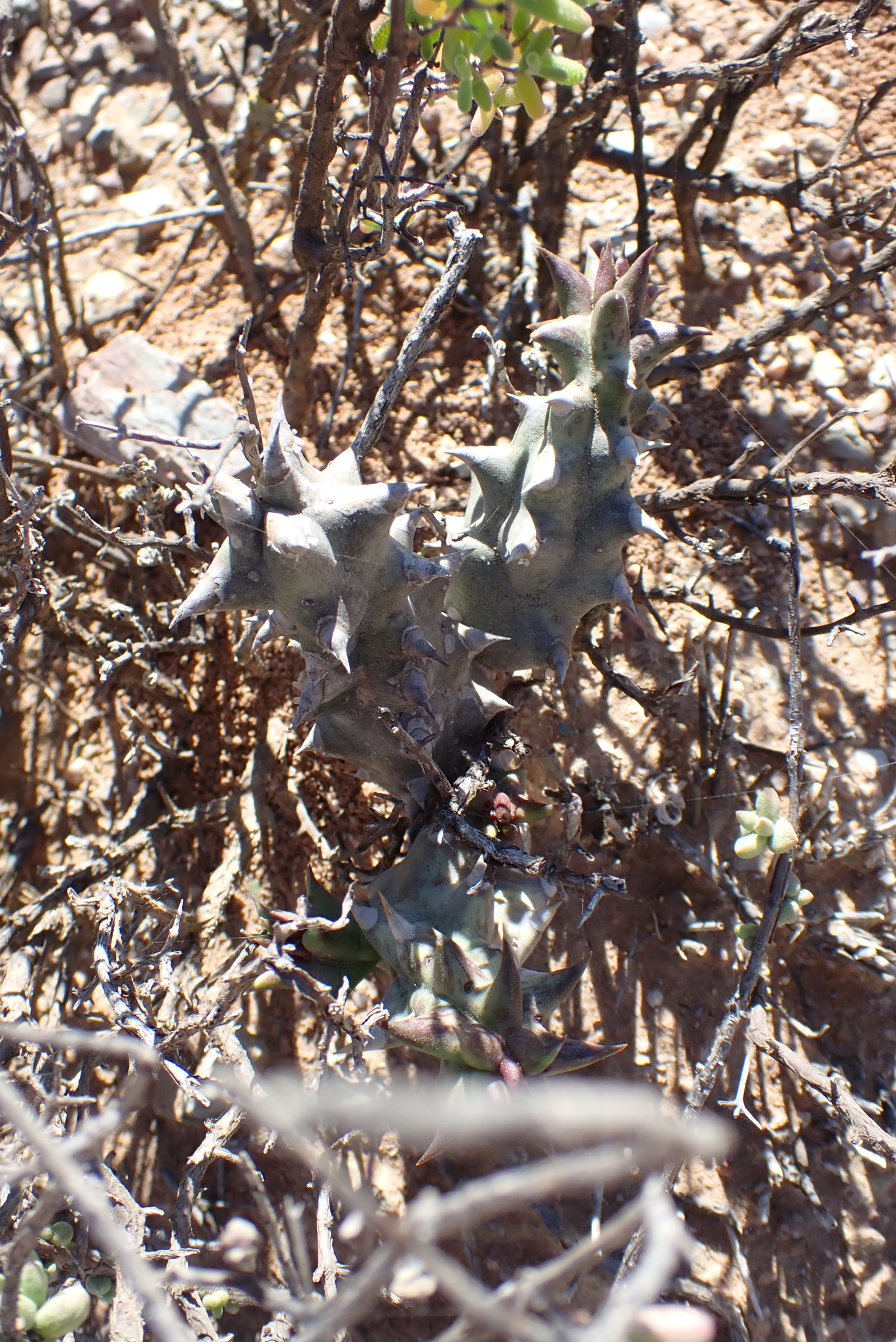 Stapelia pulla Aiton 2