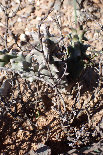 Ceropegia mammillaris