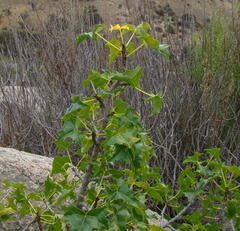 Vasconcellea chilensis
