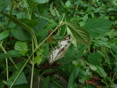 Harma theobene theobene