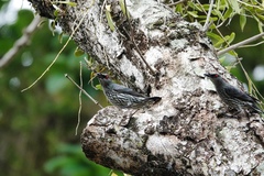 Aplonis panayensis