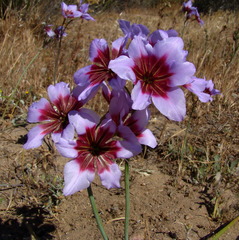 Leucocoryne purpurea
