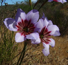 Leucocoryne purpurea