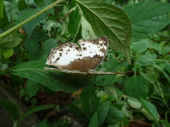 Harma theobene theobene