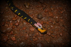 Uropeltis macrolepis