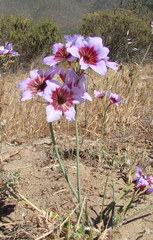 Leucocoryne purpurea