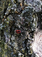 Pyrrhocoris apterus