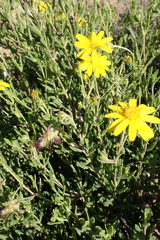 Osteospermum sinuatum, photograph (c) Karen Eichholz, some rights reserved (CC BY)