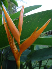 Heliconia × nickeriensis