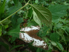 Harma theobene theobene