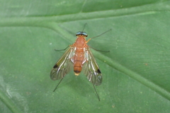 Chrysopilus ferruginosus
