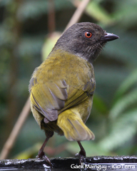 Chlorospingus semifuscus