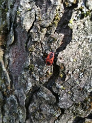 Pyrrhocoris apterus