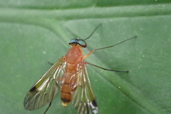 Chrysopilus ferruginosus