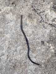 Endeavouria septemlineata