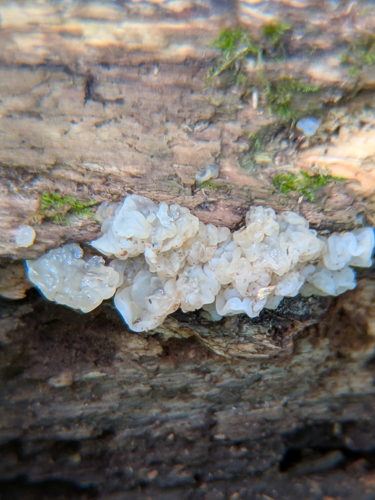 Protohydnum album · April 2026 · photo: © robert_alabama (iNaturalist, cc0)
