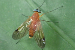 Chrysopilus ferruginosus